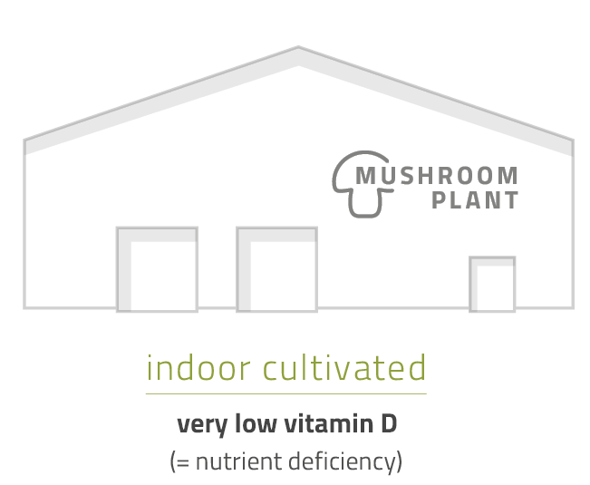 Mushroom indoor cultivated